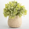Arrangements & Greenery-Kirkland's Home Potted Ery Arrangement In Ceramic Vase Green