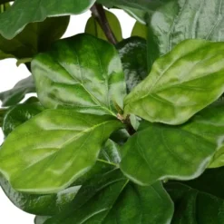 Trees & Topiaries-Kirkland's Home Potted Fiddle Leaf Fig Tree, 8 Ft.