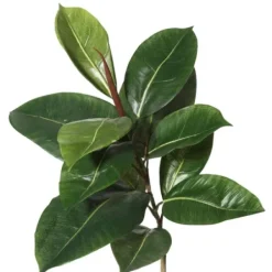 Trees & Topiaries-Kirkland's Home Potted Green Rubber Tree, 5 Ft.