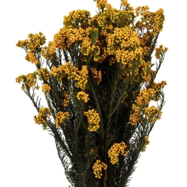 Stems & Bouquets-Kirkland's Home Preserved Aspen Rice Flower Bundle Gold
