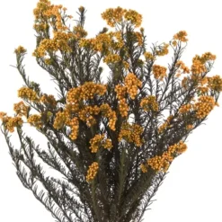 Stems & Bouquets-Kirkland's Home Preserved Autumn Rice Flower Bundle Orange