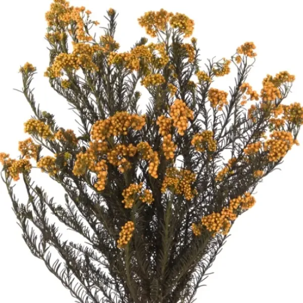 Stems & Bouquets-Kirkland's Home Preserved Autumn Rice Flower Bundle Orange
