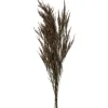 Stems & Bouquets-Kirkland's Home Preserved Green Reed Grass Bundle Brown