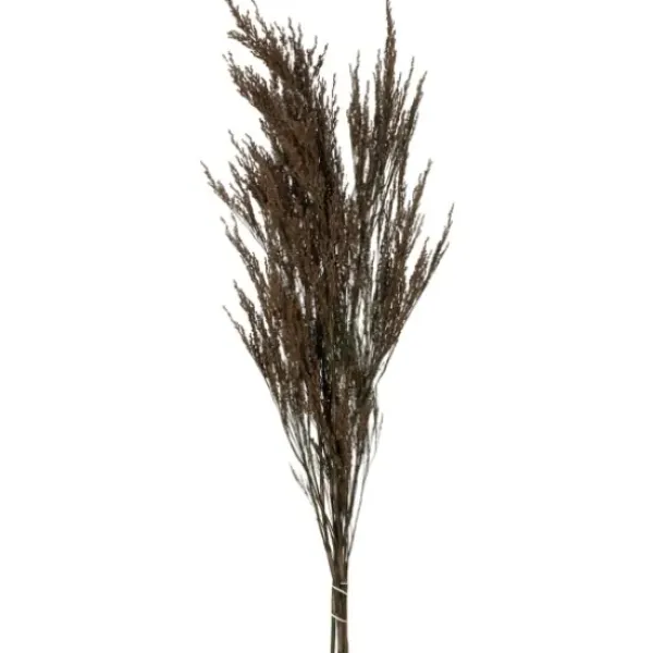 Stems & Bouquets-Kirkland's Home Preserved Green Reed Grass Bundle Brown