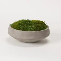 Arrangements & Greenery-Kirkland's Home Preserved Mood Moss In Round Cement Bowl Green/Gray