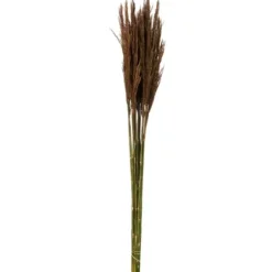 Stems & Bouquets-Kirkland's Home Preserved Plume Reed Bundles, Set Of 2 Brown