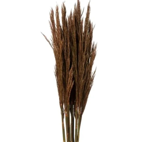 Stems & Bouquets-Kirkland's Home Preserved Plume Reed Bundles, Set Of 2 Brown