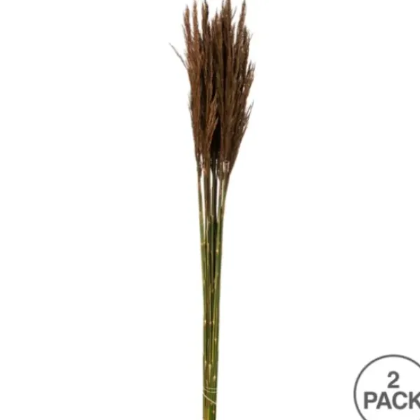 Stems & Bouquets-Kirkland's Home Preserved Plume Reed Bundles, Set Of 2 Brown