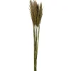 Stems & Bouquets-Kirkland's Home Preserved Plume Reed Bundles, Set Of 2 Green