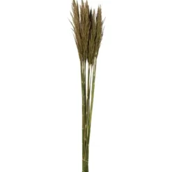 Stems & Bouquets-Kirkland's Home Preserved Plume Reed Bundles, Set Of 2 Green