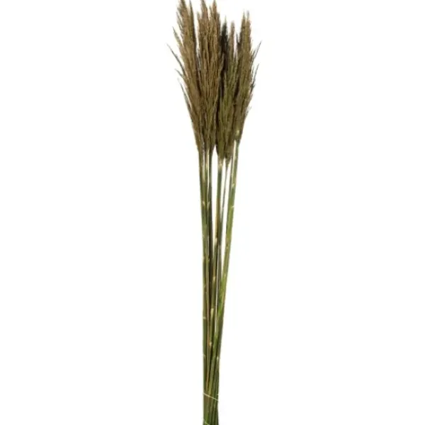 Stems & Bouquets-Kirkland's Home Preserved Plume Reed Bundles, Set Of 2 Green
