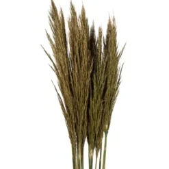 Stems & Bouquets-Kirkland's Home Preserved Plume Reed Bundles, Set Of 2 Green