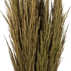 Stems & Bouquets-Kirkland's Home Preserved Plume Reed Bundles, Set Of 2 Green