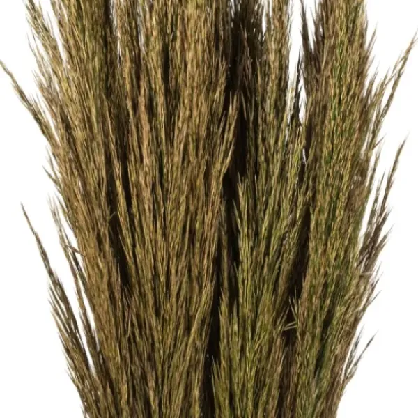 Stems & Bouquets-Kirkland's Home Preserved Plume Reed Bundles, Set Of 2 Green