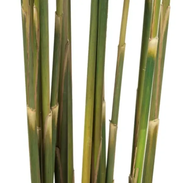 Stems & Bouquets-Kirkland's Home Preserved Plume Reed Bundles, Set Of 2 Green