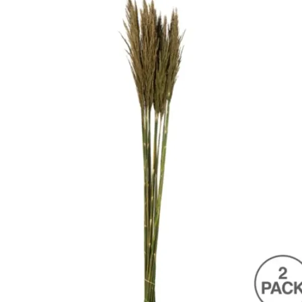 Stems & Bouquets-Kirkland's Home Preserved Plume Reed Bundles, Set Of 2 Green