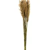 Stems & Bouquets-Kirkland's Home Preserved Plume Reed Bundles, Set Of 2 Ivory