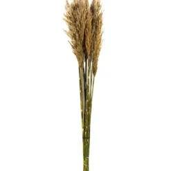 Stems & Bouquets-Kirkland's Home Preserved Plume Reed Bundles, Set Of 2 Ivory