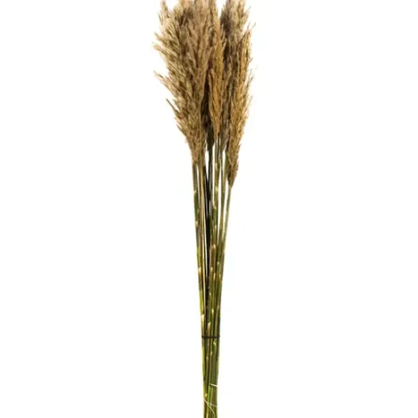 Stems & Bouquets-Kirkland's Home Preserved Plume Reed Bundles, Set Of 2 Ivory