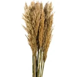 Stems & Bouquets-Kirkland's Home Preserved Plume Reed Bundles, Set Of 2 Ivory
