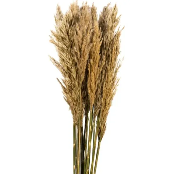 Stems & Bouquets-Kirkland's Home Preserved Plume Reed Bundles, Set Of 2 Ivory