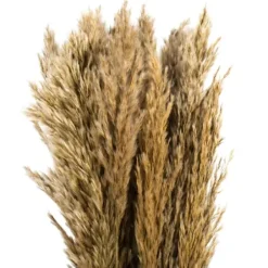 Stems & Bouquets-Kirkland's Home Preserved Plume Reed Bundles, Set Of 2 Ivory