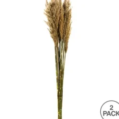 Stems & Bouquets-Kirkland's Home Preserved Plume Reed Bundles, Set Of 2 Ivory
