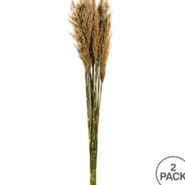 Stems & Bouquets-Kirkland's Home Preserved Plume Reed Bundles, Set Of 2 Ivory