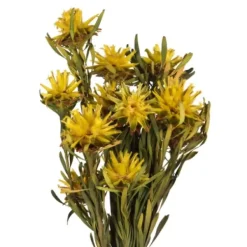 Stems & Bouquets-Kirkland's Home Preserved Plumosum Flower Bundle Yellow