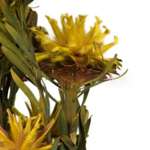 Stems & Bouquets-Kirkland's Home Preserved Plumosum Flower Bundle Yellow