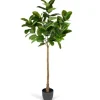 Trees & Topiaries-Kirkland's Home Real Touch Rubber Tree In Black Pot, 6 Ft.