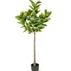 Trees & Topiaries-Kirkland's Home Real Touch Variegated Rubber Tree, 6 Ft.