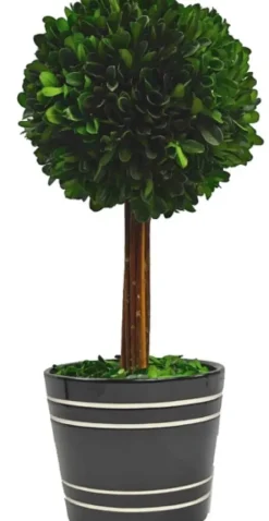 Trees & Topiaries-Kirkland's Home Round Boxwood Topiary In Black Planter, 14 In.