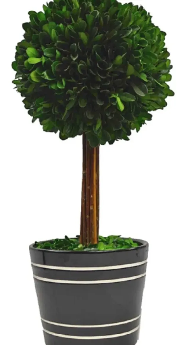 Trees & Topiaries-Kirkland's Home Round Boxwood Topiary In Black Planter, 14 In.