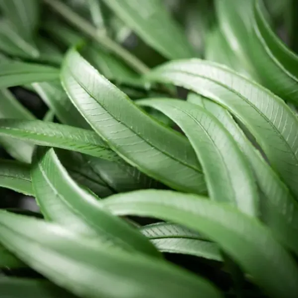 Stems & Bouquets-Kirkland's Home Seeded Blade Eucalyptus Spray Green