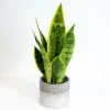 Arrangements & Greenery-Kirkland's Home Snake Plant In Ribbed Cement Planter Green/Gray