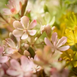 Stems & Bouquets-Kirkland's Home Springtime Wildflower Bundles, Set Of 3 Green/Yellow/Pink