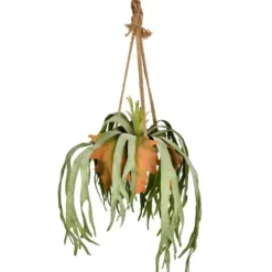 Arrangements & Greenery-Kirkland's Home Staghorn Fern In Hanging Cone Planter Green/Orange