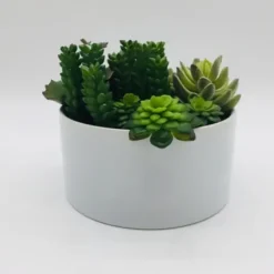Arrangements & Greenery-Kirkland's Home Succulent Variety In Modern White Planter Green/White