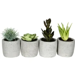 Arrangements & Greenery-Kirkland's Home Succulents In Ceramic Pots, Set Of 4 Green