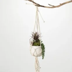 Arrangements & Greenery-Kirkland's Home Succulents In Hanging Macrame Planter Green/White