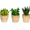 Arrangements & Greenery-Kirkland's Home Succulents In Twine Planters, Set Of 3 Green/White