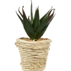 Arrangements & Greenery-Kirkland's Home Succulents In Twine Planters, Set Of 3 Green/White