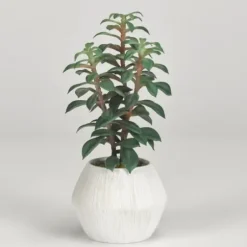 Arrangements & Greenery-Kirkland's Home Succulents In White Ceramic Planter Green/Gray