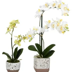 Arrangements & Greenery-Kirkland's Home Sunshine Orchids In Speckled Planters, Set Of 2 Yellow/White