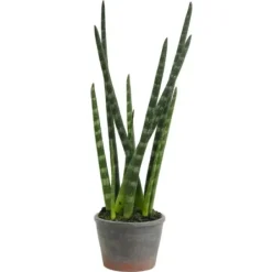 Arrangements & Greenery-Kirkland's Home Tiger Tail Succulent In Distressed Planter Green