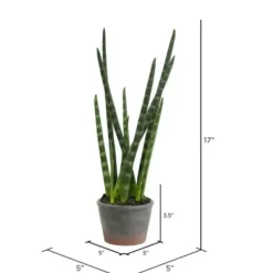 Arrangements & Greenery-Kirkland's Home Tiger Tail Succulent In Distressed Planter Green