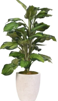 Stems & Bouquets-Kirkland's Home Variegated Hosta Plant In Textured Planter Green/White
