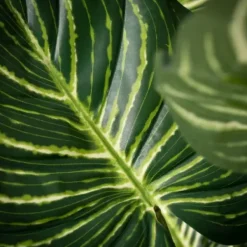 Trees & Topiaries-Kirkland's Home Veined Zebra Palm Potted Plant