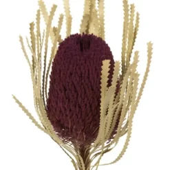 Stems & Bouquets-Kirkland's Home Violet Dried Jumbo Banksia Stems, Set Of 3 Purple